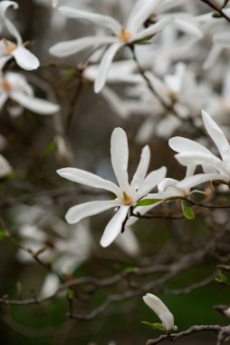 Güzel beyaz çiçek açan Japon manolya ağacı bahçede..