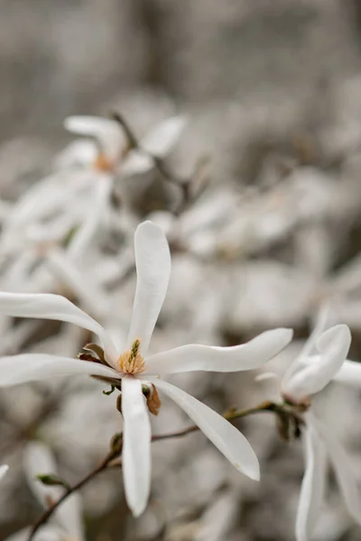 Güzel beyaz çiçek açan Japon manolya ağacı bahçede..