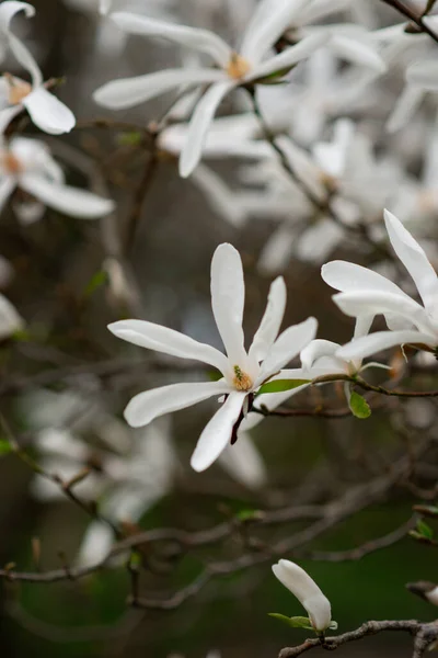 Güzel beyaz çiçek açan Japon manolya ağacı bahçede..