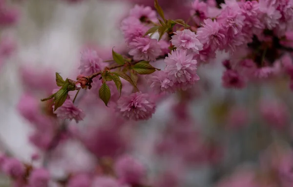 Parkta çiçek açan güzel pembe Sakura ağacı.