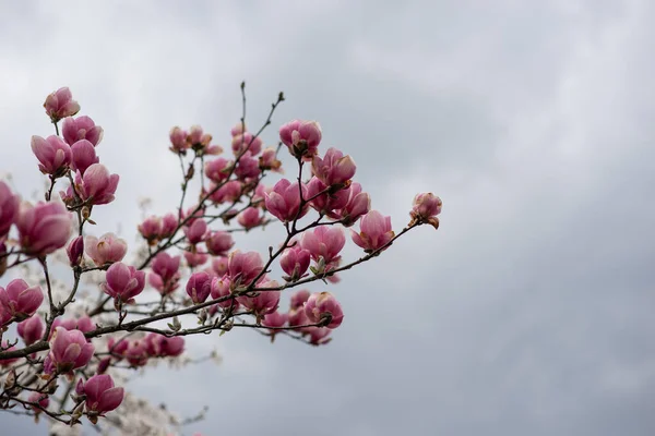 Bahçedeki güzel beyaz ve pembe çiçekli manolya ağacı. 