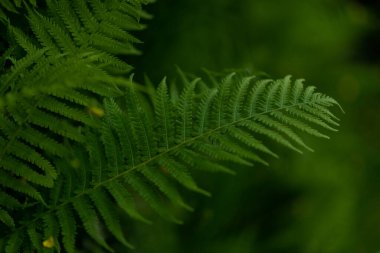 Çayırdaki ya da ormandaki güzel yeşil eğreltiotu yapraklarını kapatın. Dağların şifalı otları ve bitkileri. Koyu yeşil arkaplan.