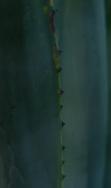 Закрыть Красивые Листья Элли Открытом Воздухе Глубоко Зеленые Синие Цвета — стоковое фото