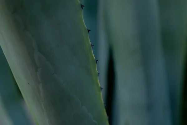 Close up of beautiful ally leaf outdoors. Deeply green and blue colours of Aloe vera plant in garden. Eco farm and botanical garden.