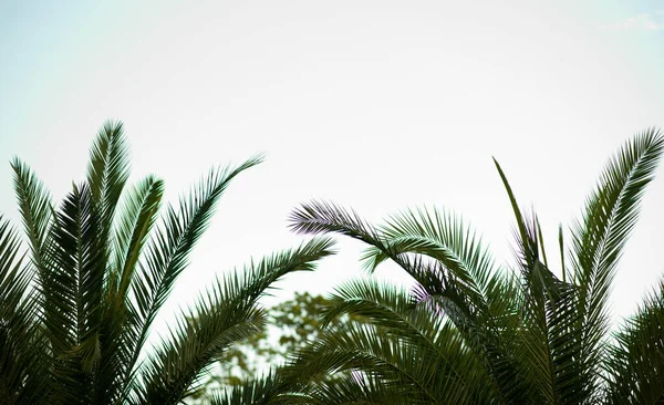 View on beautiful palms tree on blue sky background in day time. Green leaves on sunset time on Island. Concept of summer holiday or vacation.