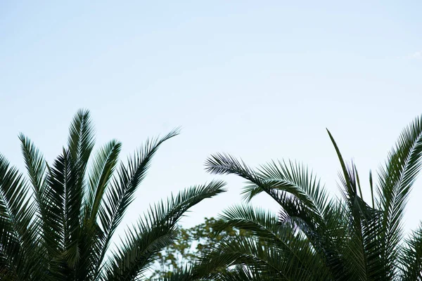 View Beautiful Palms Tree Blue Sky Background Day Time Green — 스톡 사진