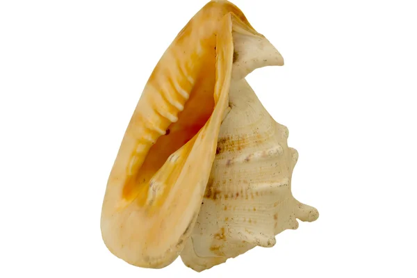 Sea shell — Stock fotografie