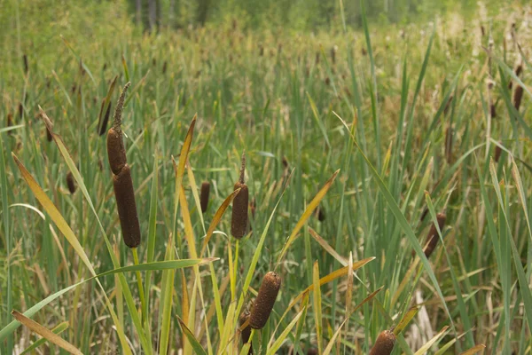 Schilf und Gras . — Stockfoto