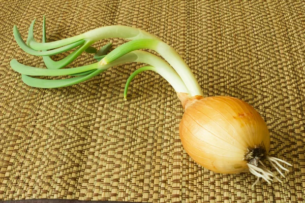 Green onions. — Stock Photo, Image