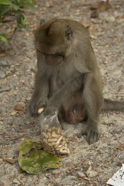 - Sydostasien. Thailand. — Stockfoto