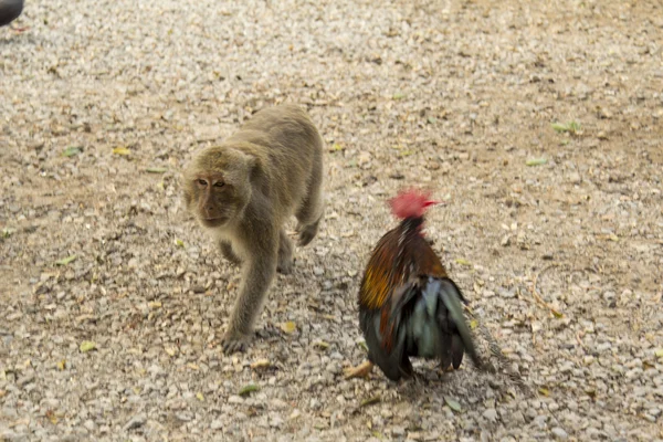 - Sud-est asiatico. Tailandia . — Foto Stock