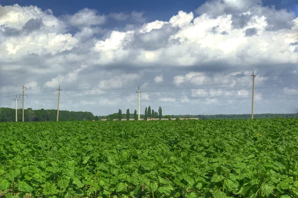 Champ de tournesols verts . — Photo