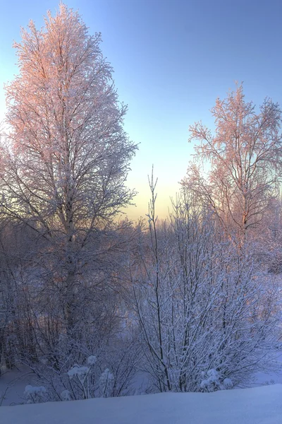 Natur in Sibirien — Stockfoto