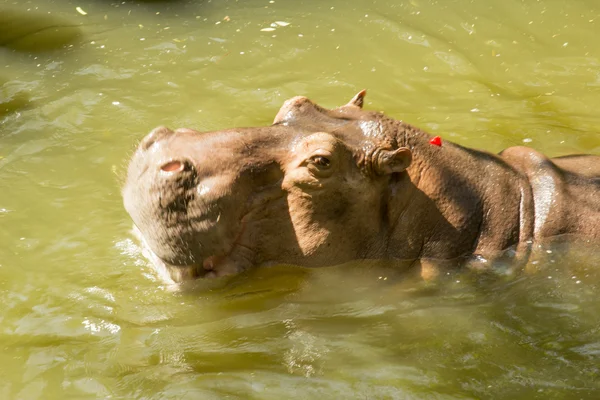 Tailand.Pattayya. — Stock fotografie