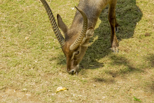 Tailand.Pattayya. — Stok fotoğraf