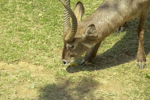 Tailand.Pattayya. — Stok fotoğraf