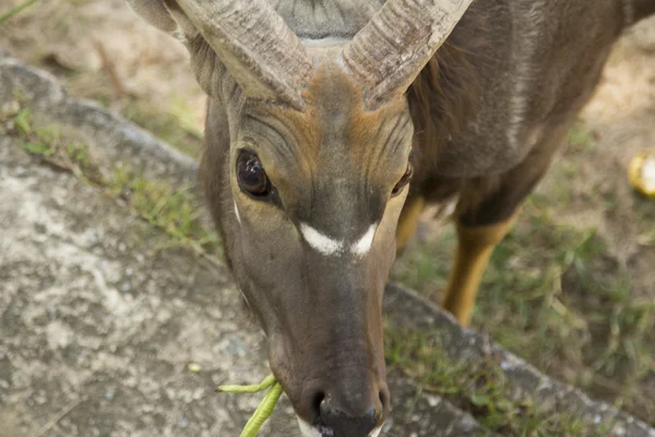 Tailand.Pattayya. — Stockfoto