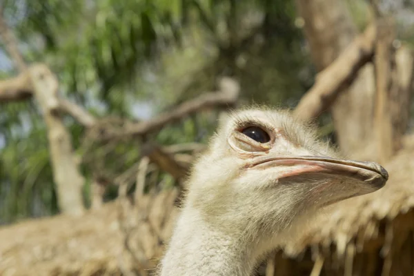 Tailand.Pattayya. — Stok fotoğraf