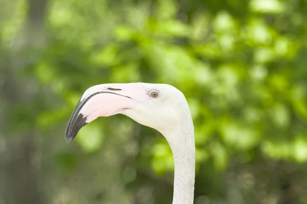 Tailand.Pattayya. — Stock fotografie