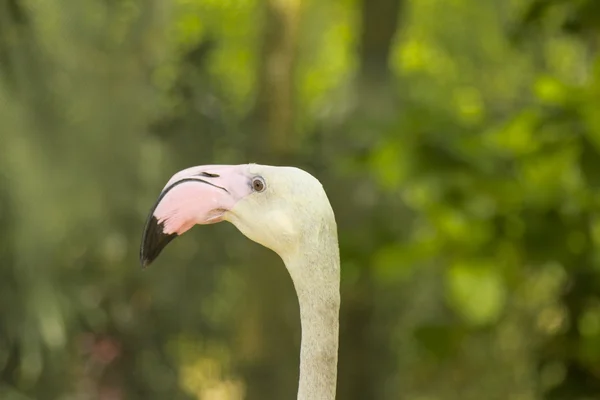 Tailand.Pattayya. — Stok fotoğraf