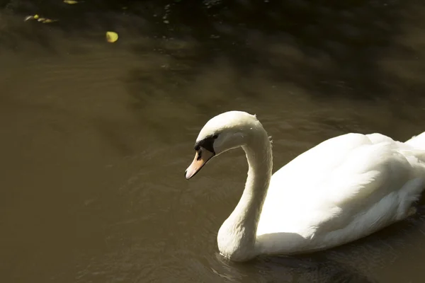 Tailand.Pattayya. — Stok fotoğraf