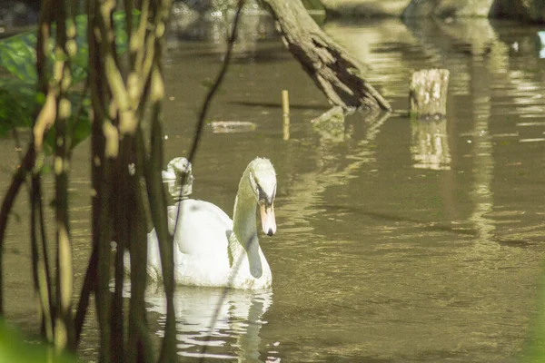 Tailand.Pattayya. — Stock fotografie