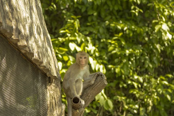 Taiwayya. — Stockfoto