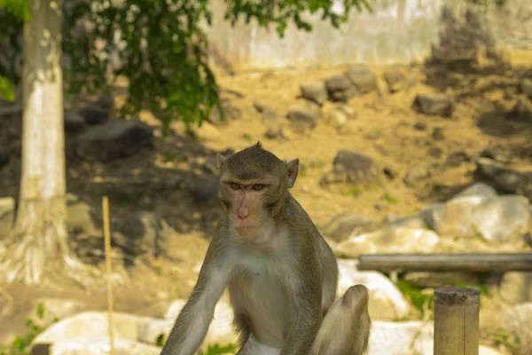 Tailand.Pattayya. — Stok fotoğraf