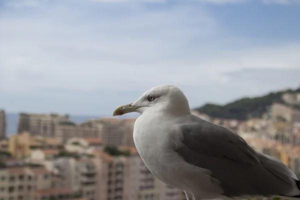 Monako.Carlo — стоковое фото