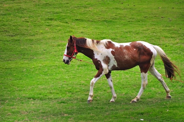 Běžící kůň — Stock fotografie