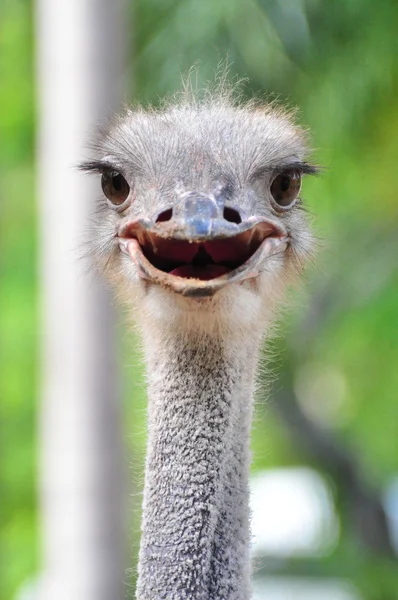Glimlach struisvogel Stockafbeelding