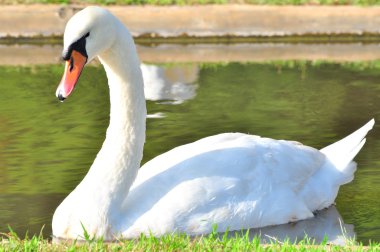 Güzel beyaz kuğu..