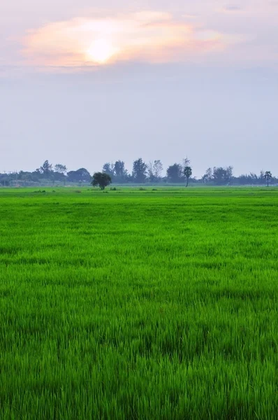 Rice field in the evening — Stock Photo, Image