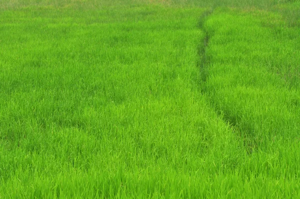Rýže neloupané pole — Stock fotografie