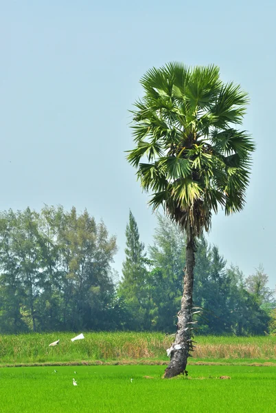 Palm tree — Stock Photo, Image