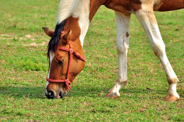 White and brown horse. — Stock Photo, Image