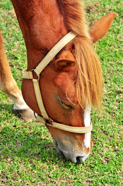 Krásný hnědý kůň. — Stock fotografie