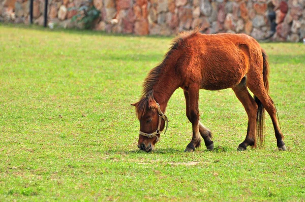 Trpasličí kůň — Stock fotografie