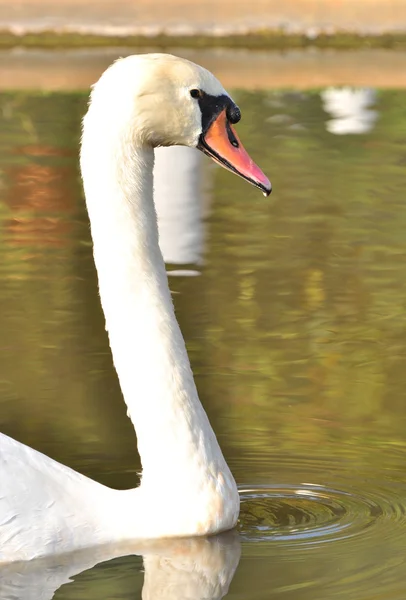 Vit svan. — Stockfoto