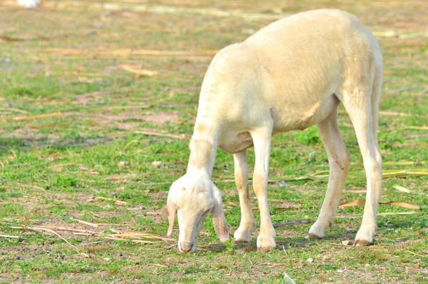 White sheep — Stock Photo, Image