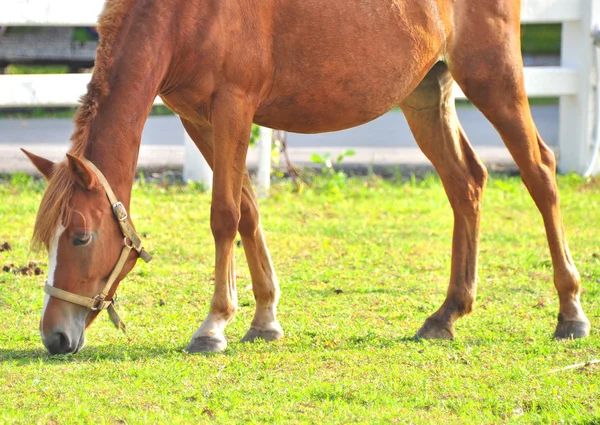 Hnědý kůň — Stock fotografie