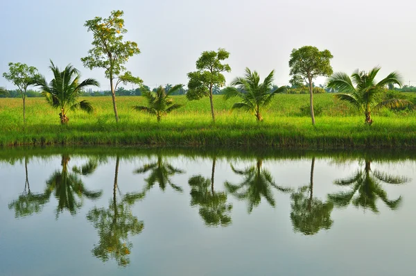 Reflectie van bomen Rechtenvrije Stockfoto's