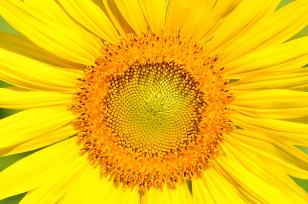 Close-up sunflower — Stock Photo, Image