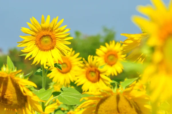Słonecznik ogród — Zdjęcie stockowe