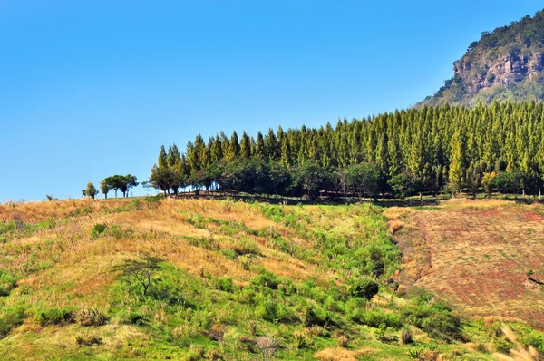 Pinos — Foto de Stock