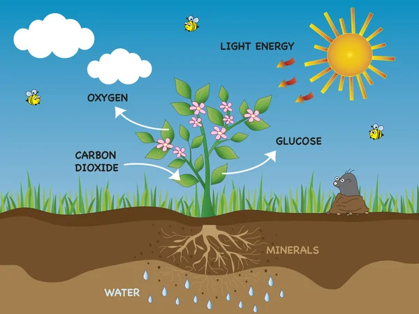 Photosynthesis — Stock Photo, Image