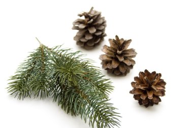 Pine plug clipart