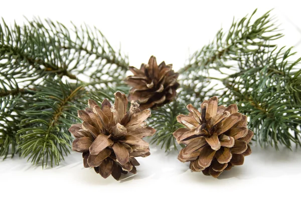 Pine plugs — Stock Photo, Image