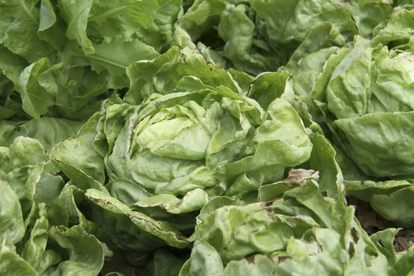 Fresh salad — Stock Photo, Image