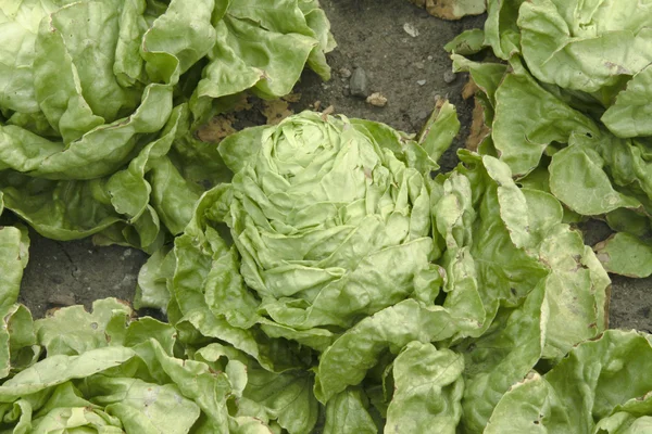 Frischer Salat — Stockfoto